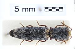 Foto (Dorsalansicht) von Dilobitarsus bidens (Fabricius, 1801) (NHMW-ZOO-COL-0008139)